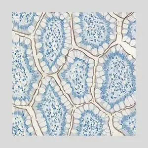 Topic5 image
