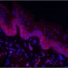 Mouse tongue (formalin-fixed, paraffin-embedded) stained with DyLight 594-Labeled GSL 1, Isolectin B4 (red) and counterstained with DAPI (blue).