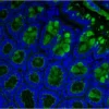 Formalin-fixed, paraffin-embedded mouse kidney stained with Fl-AAL. Mounted with VECTASHIELD HardSet with DAPI.