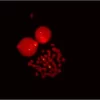 Fluorescence in situ hybridization of human chromosomes using 5' EndTag Fluorescein-labeled pUC1.77 detected directly and mounted in Vectashield Mounting Media with PI.