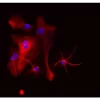 Horse Anti-Goat IgG Antibody (H+L), DyLight™ 594