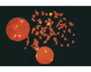 FastTag Fluorescein labeled pUC1.77 detected with Biotinylated Anti-Fluorescein and Fluorescein Avidin DCS, and counterstained with VECTASHIELD with PI.
