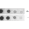 Dot blot hybridization comparing the sensitivity of biotinylated oligonucleotides. The probes were labeled with either the 3'EndTag Kit protocol or a terminal transferase reaction with b-CTP. The dots were detected with the UltraSNAP Detection Kit.