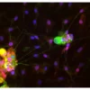 Dorsal root ganglia cells (neurons and satellite glia) - double label. BIII tubulin, DyLight 549 labeled secondary antibody (red). S100, DyLight 488 labeled secondary antibody (green). Mounted in VECTASHIELD HardSet Mounting Medium with DAPI. Image courte