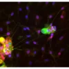 Horse Anti-Goat IgG Antibody (H+L), DyLight™ 488