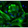 Astrocytes: Stained for GFAP and detected with Dylight 488 labeled secondary antibody. Mounted in VECTASHIELD HardSet Mounting Medium with DAPI. Image courtesy of Dr Emma East, Department of Life Sciences, The Open University, U.K.*