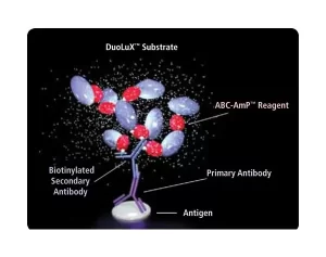 VECTASTAIN® ABC-AmP Reagent (Standard, Western Blot Detection)