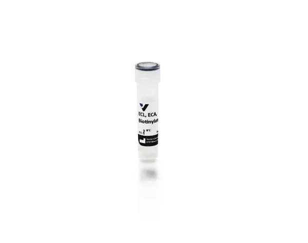 Erythrina Cristagalli Lectin (ECL, ECA), Biotinylated
