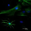 Horse Anti-Mouse IgG Antibody (H+L), DyLight™ 488
