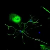 Horse Anti-Goat IgG Antibody (H+L), DyLight™ 488