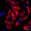 Horse Anti-Goat IgG Antibody (H+L), DyLight™ 594