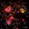 Horse Anti-Mouse IgG Antibody (H+L), DyLight™ 488