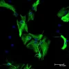 Horse Anti-Goat IgG Antibody (H+L), DyLight™ 488