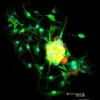 Horse Anti-Mouse IgG Antibody (H+L), DyLight™ 549