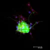 Horse Anti-Mouse IgG Antibody (H+L), DyLight™ 488
