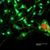 Horse Anti-Mouse IgG Antibody (H+L), DyLight™ 488