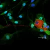 Horse Anti-Mouse IgG Antibody (H+L), DyLight™ 488