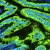 Human Colon: Rabbit Anti-Cytokeratin (AE1/AE3) detected with Dylight 488 Anti-Rabbit (green). Mounted in VECTASHIELD PLUS with DAPI (nuclei, blue).