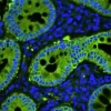 Human Colon: Rabbit Anti-Cytokeratin (AE1/AE3) detected with Dylight 488 Anti-Rabbit (green). Mounted in VECTASHIELD PLUS with DAPI (nuclei, blue).
