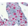 VECTASTAIN® ABC-AP Kit, Alkaline Phosphatase (Standard)