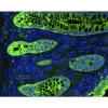 Human colon section (FFPE) stained for cytokeratin (green) using fluorescein anti-mouse IgG secondary antibody. Mounted in VECTASHIELD® Vibrance Antifade Mounting Medium with DAPI (blue).