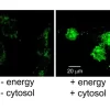 Nuclear import assay in digitonin-permeabilized HeLa cells of biotinylated vRNPs. More in "Additional Info". Courtesy of Drs. Winco WH Wu and Nelly Panté, University of British Columbia, Vancouver BC, Canada.