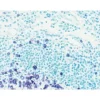 Tonsil section showing specific cell staining (purple, Vector VIP) with Vector Methyl Green (green) counterstain.