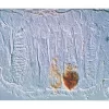 Sheep trachea: Peanut agglutinin (brown, Vector DAB).