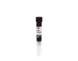 Dolichos Biflorus Agglutinin (DBA), Rhodamine