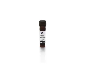 Ulex Europaeus Agglutinin I (UEA I), Rhodamine