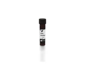 Peanut Agglutinin (PNA), Rhodamine