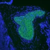 Vector® TrueVIEW® Autofluorescence Quenching Kit with DAPI