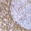 Tonsil: Bcl-2 (m), ImmPRESS Anti-Mouse Ig Kit, DAB Substrate Kit (brown). Hematoxylin QS counterstain (blue).