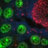 Colon: Mouse Anti-Cytokeratin (AE1/AE3) and Rabbit Anti-Ki67 detected simultaneously with VectaFluor Duet Immunofluorescence Double Labeling Kit, DyLight 488 Anti-Mouse (green)/DyLight 594 Anti-Rabbit (red). Mounted in VECTASHIELD HardSet Mounting Mediu