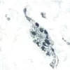 Colon: Peripherin (m), ImmPRESS Anti-Mouse Ig Kit, ImmPACT SG (blue-gray) substrate.