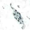 Colon: Peripherin (m, VP-P968), ImmPRESS Anti-Mouse Ig Kit, ImmPACT SG (blue-gray) substrate.