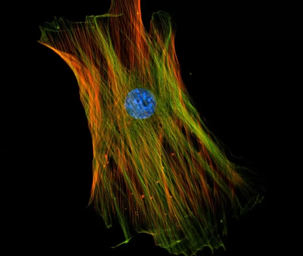 Mouse embryonic fibroblast stained with mouse anti-tubulin followed by fluorescein horse anti-mouse IgG and mounted in VECTASHIELD HardSet Mounting Medium with DAPI and TRITC-Phalloidin.