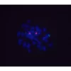 Goat Anti-Digoxigenin/Digoxin (DIG) Antibody, DyLight™ 488
