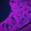 Tonsil (FFPE) was antigen retrieved with Antigen Unmasking Solution, and stained with Anti-Pan Cytokeratin mouse primary antibody (clone AE1/AE3), B-Horse x Mouse IgG, and Cy5-Streptavidin.