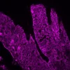 Tonsil (FFPE) was antigen retrieved with Antigen Unmasking Solution, and stained with Anti-Pan Cytokeratin mouse primary antibody (clone AE1/AE3), B-Horse x Mouse IgG, and Cy5-Streptavidin.
