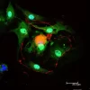 Dorsal root ganglia cells (neurons and satellite glia) - double label. BIII tubulin, DyLight 594 labeled secondary antibody (red). S100, DyLight 488 labeled secondary antibody (green). Mounted in VECTASHIELD HardSet Mounting Medium with DAPI. Image courte