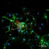 Dorsal root ganglia cells (neurons and satellite glia) - double label. BIII tubulin, DyLight 549 labeled secondary antibody (red). S100, DyLight 488 labeled secondary antibody (green). Mounted in VECTASHIELD HardSet Mounting Medium with DAPI. Image court