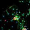 Dorsal root ganglia cells (neurons and satellite glia) - double label. BIII tubulin, DyLight 549 labeled secondary antibody (red). S100, DyLight 488 labeled secondary antibody (green). Mounted in VECTASHIELD HardSet Mounting Medium with DAPI. Image courte