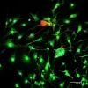 Dorsal root ganglia cells (neurons and satellite glia) - double label. BIII tubulin, DyLight 549 labeled secondary antibody (red). S100, DyLight 488 labeled secondary antibody (green). Mounted in VECTASHIELD HardSet Mounting Medium with DAPI. Image courte