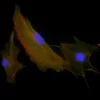 Mouse embryonic fibroblast stained with mouse anti-tubulin followed by fluorescein horse anti-mouse IgG and mounted in VECTASHIELD HardSet Mounting Medium with DAPI and TRITC-Phalloidin.