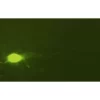 NEUROBIOTIN® 488 Tracer