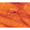 Intracellular labeling of neurons with NEUROBIOTIN Tracer.