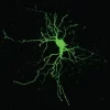 NEUROBIOTIN® 488 Tracer