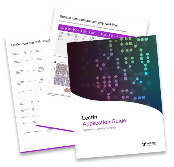 Lectin Guide pages 1024x981 1